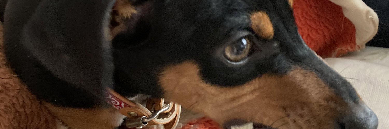 SallySallychan's profile banner image