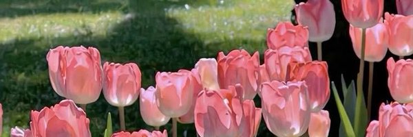 DNJS85243 Profile Banner