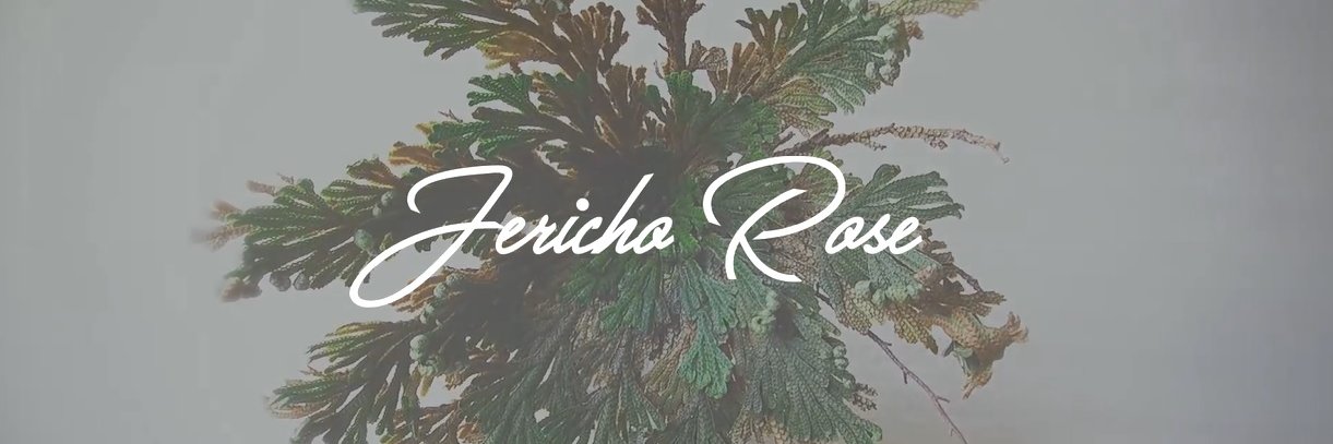 jerichorose92's profile banner image