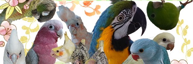 compamal_kk's profile banner image
