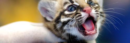 TheCutieAnimals's profile banner image