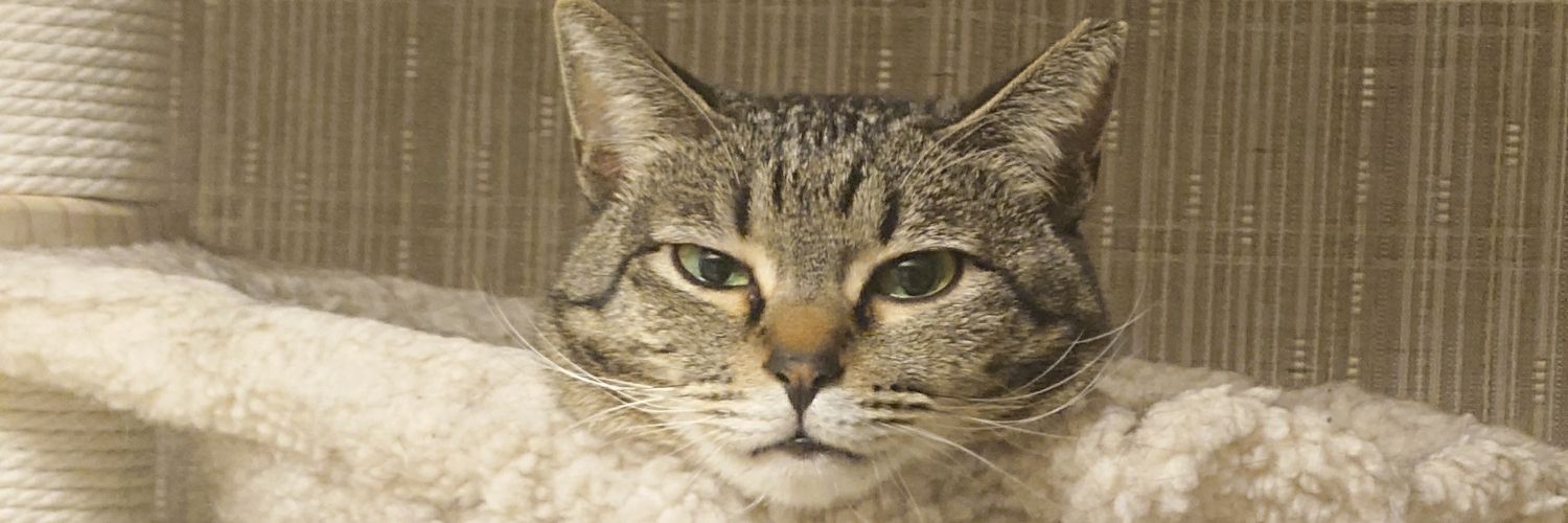 mmmogumog's profile banner image