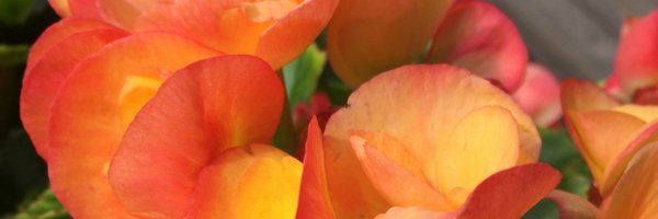 CoolenLee Profile Banner