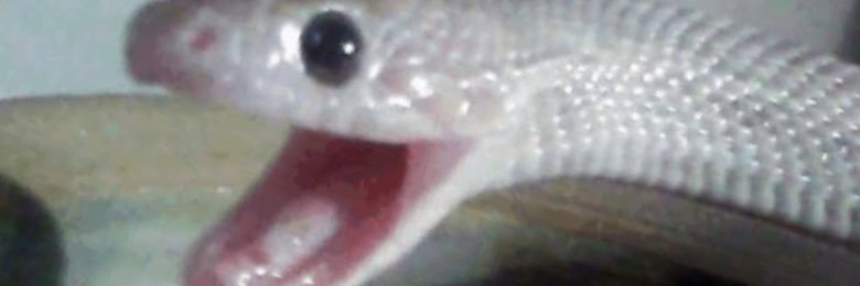 HypzzAlpha's profile banner image