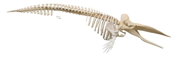 ZoolMuseumKiel Profile Banner