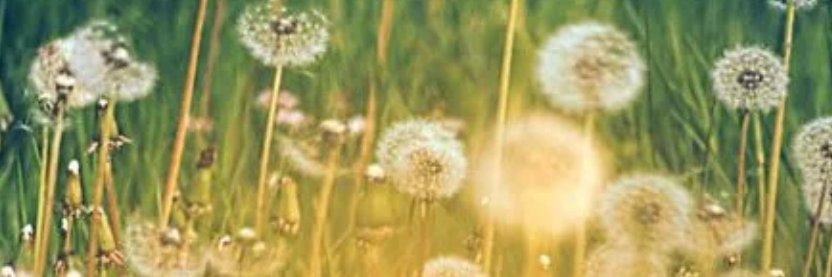 Sarah T banner