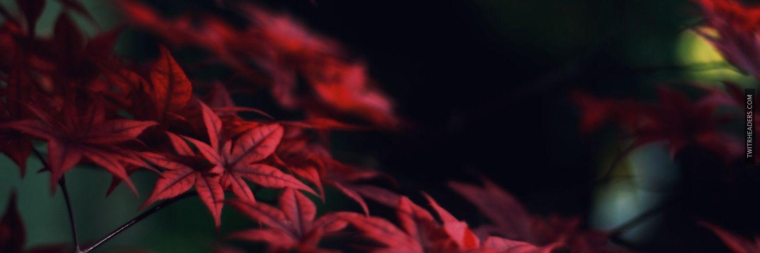 bomier91's profile banner image