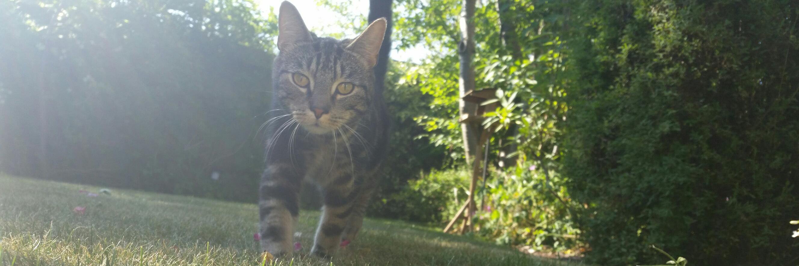 Lisa Christmas 🇺🇦 🇪🇺 🇬🇧 banner