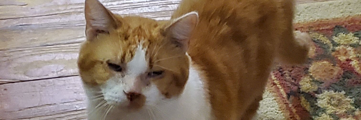 LummoxBeast's profile banner image