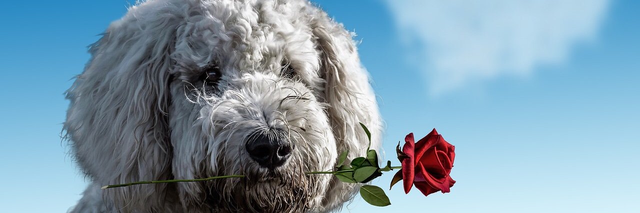 🇩🇰🌈 ebisuhide 🇫🇷🇩🇪🇳🇿 banner