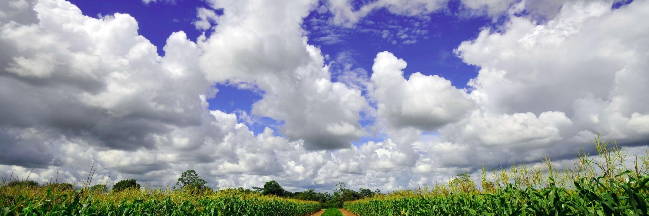 Diana Giraldo (CIAT) banner