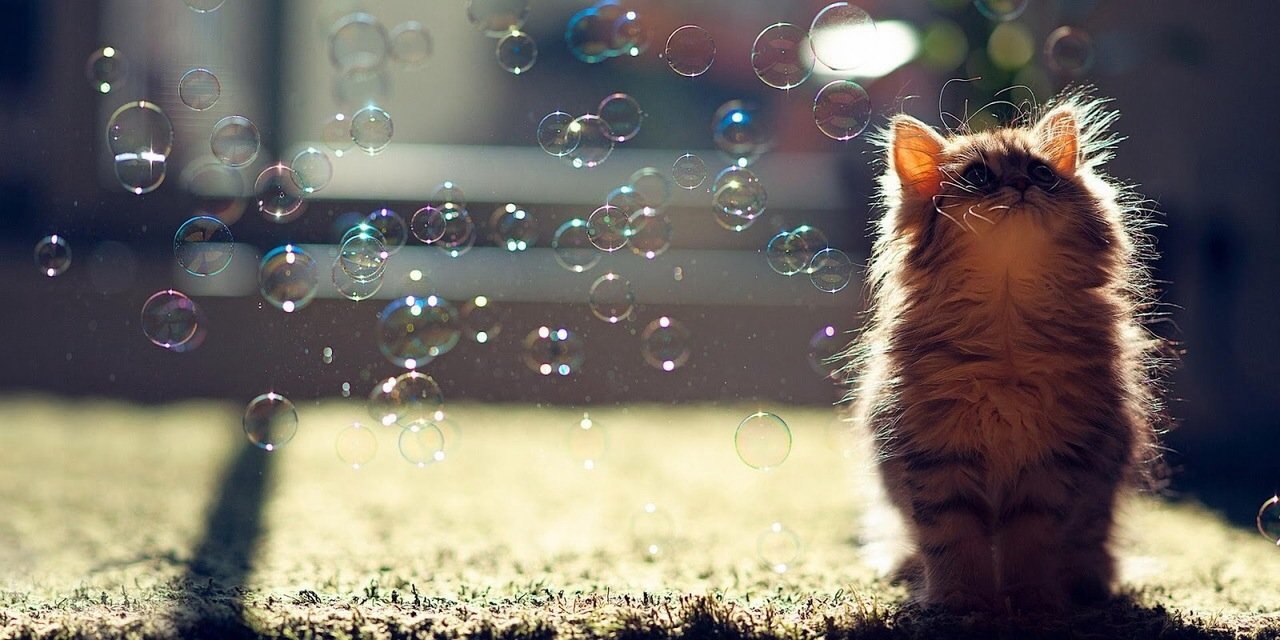 BubbleLoverCat's profile banner image