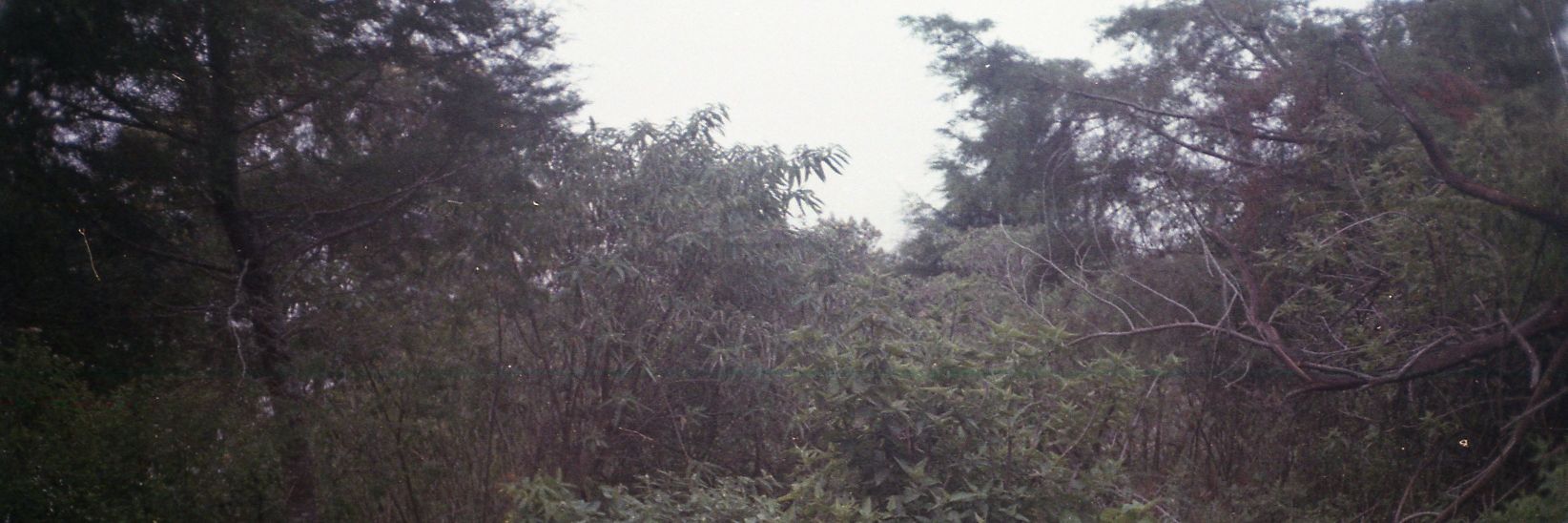 chamarh_'s profile banner image
