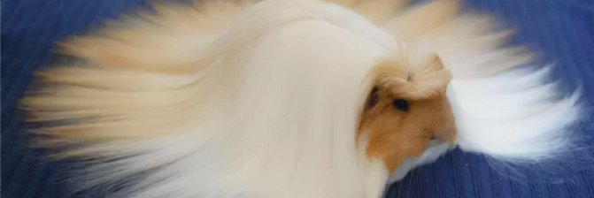 maggiechd's profile banner image