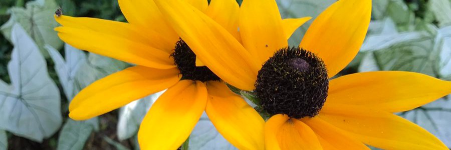 chenteria's profile banner image