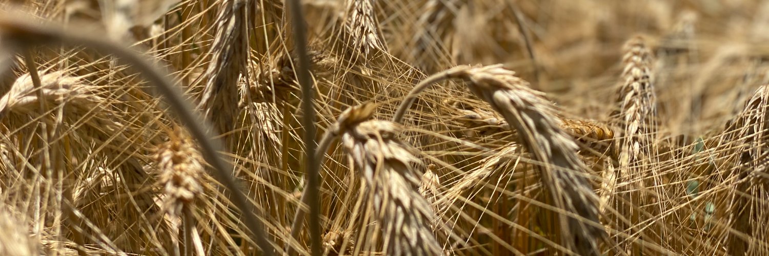 Farahnaz Forotan banner