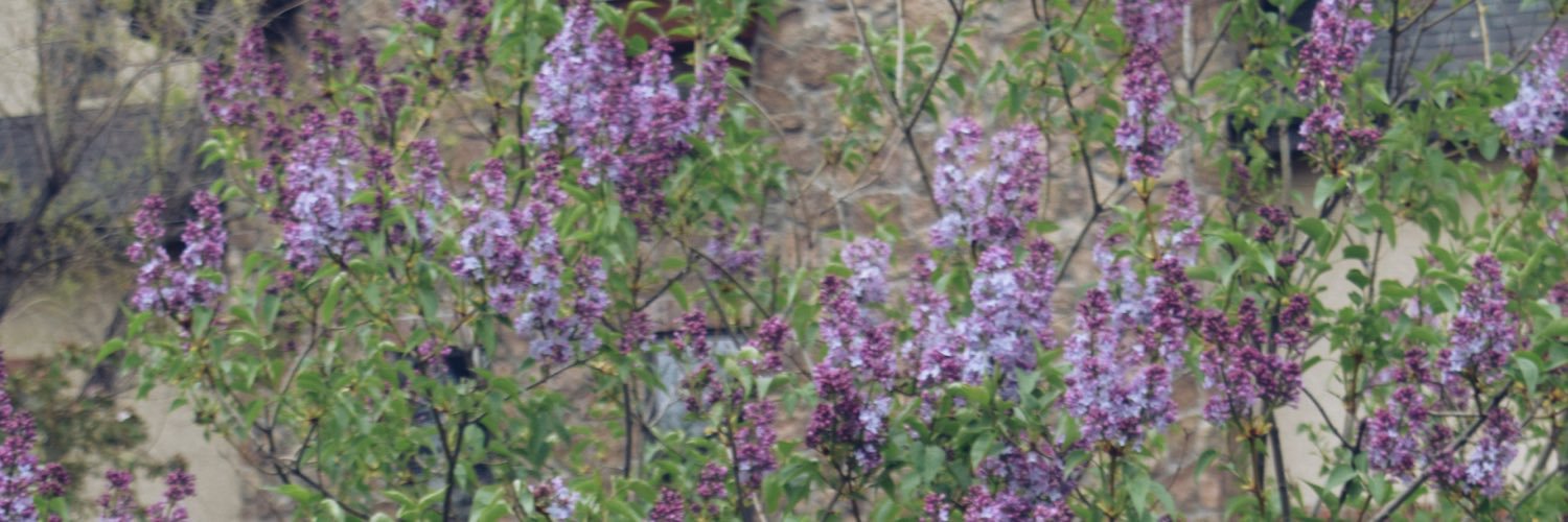 zoesnow_'s profile banner image