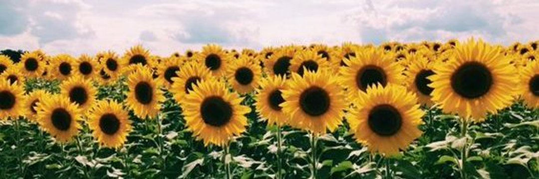 Jcatalinar's profile banner image