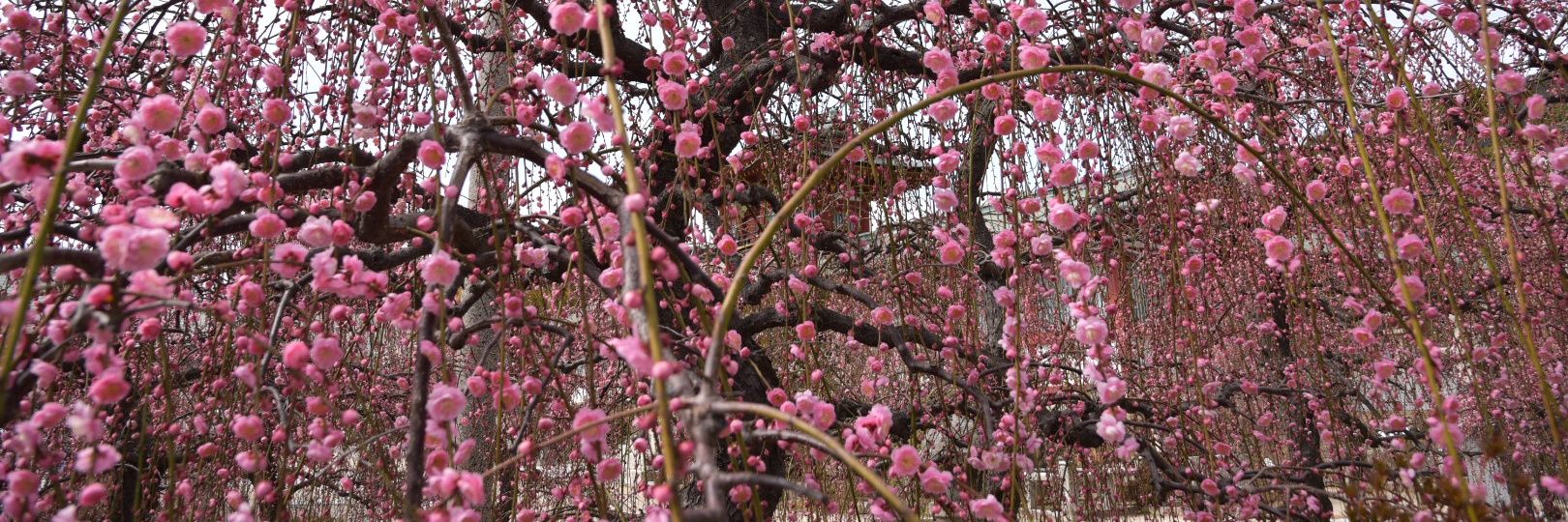 テニヌのおぢ様ザクさん banner