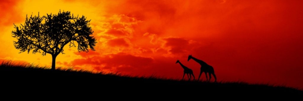 NKimya's profile banner image
