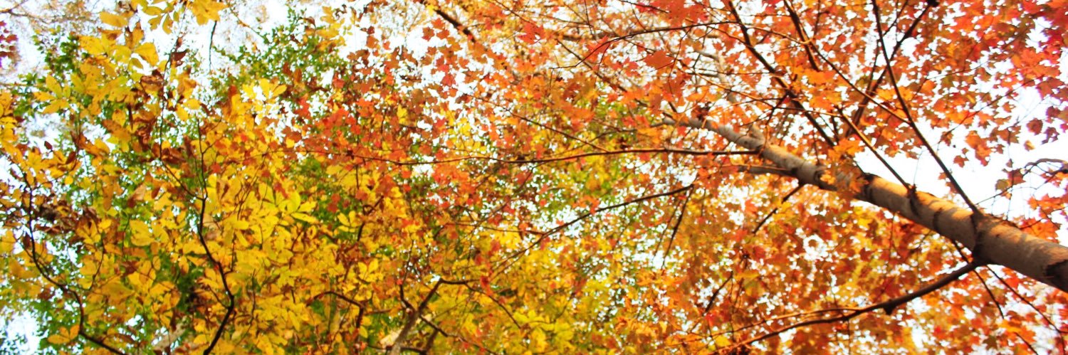 anniekheath's profile banner image