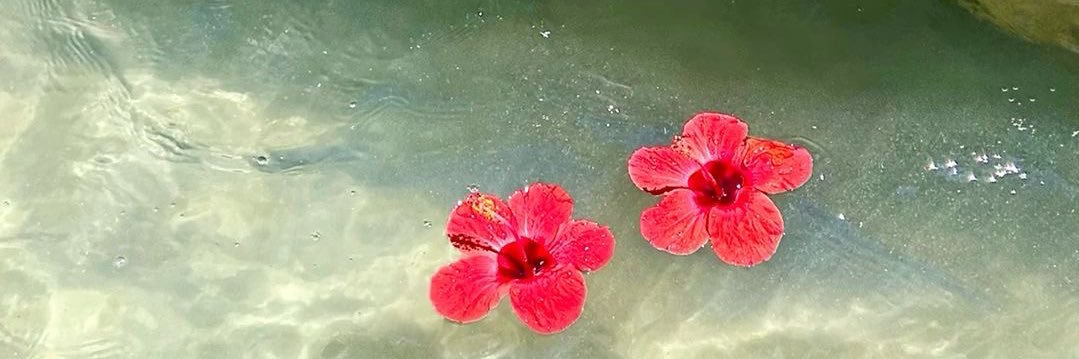 ariannasce's profile banner image