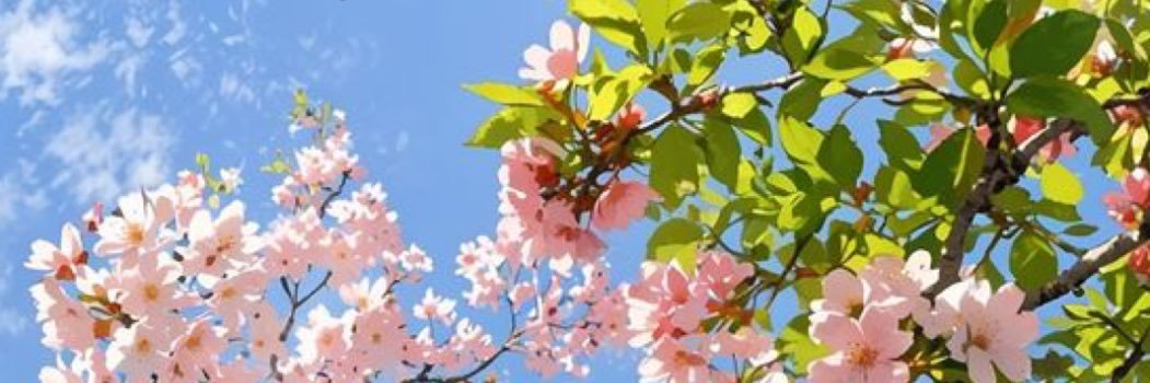 حَـنان banner