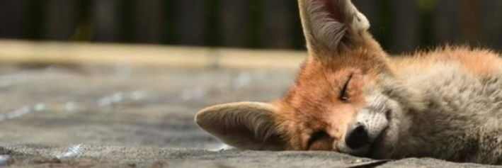 leslie6timber's profile banner image
