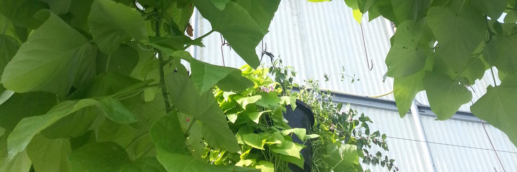 ZenithHollandGardens banner