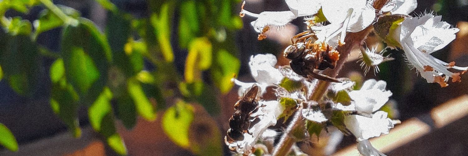 vicentelais2's profile banner image