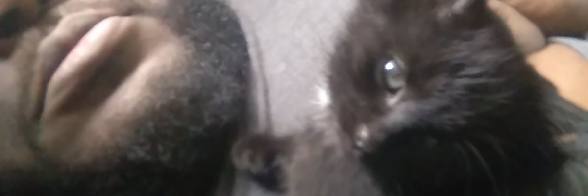 VasaInquitatis's profile banner image