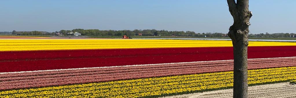 Andrea Stribos banner