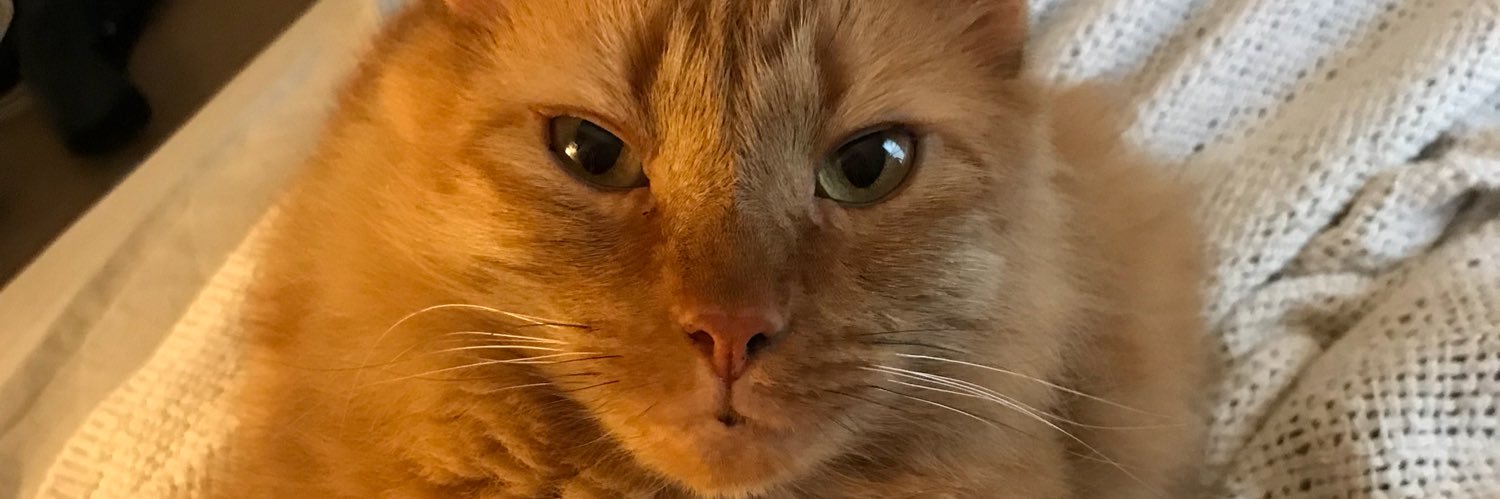 MandiRawks's profile banner image