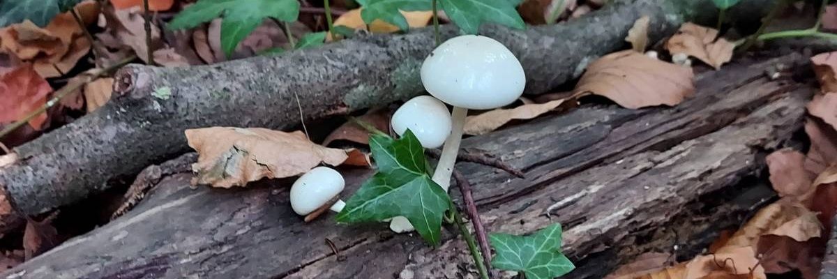 Dr Daria Rago banner