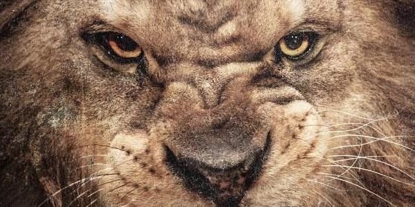 PeralezBravo's profile banner image