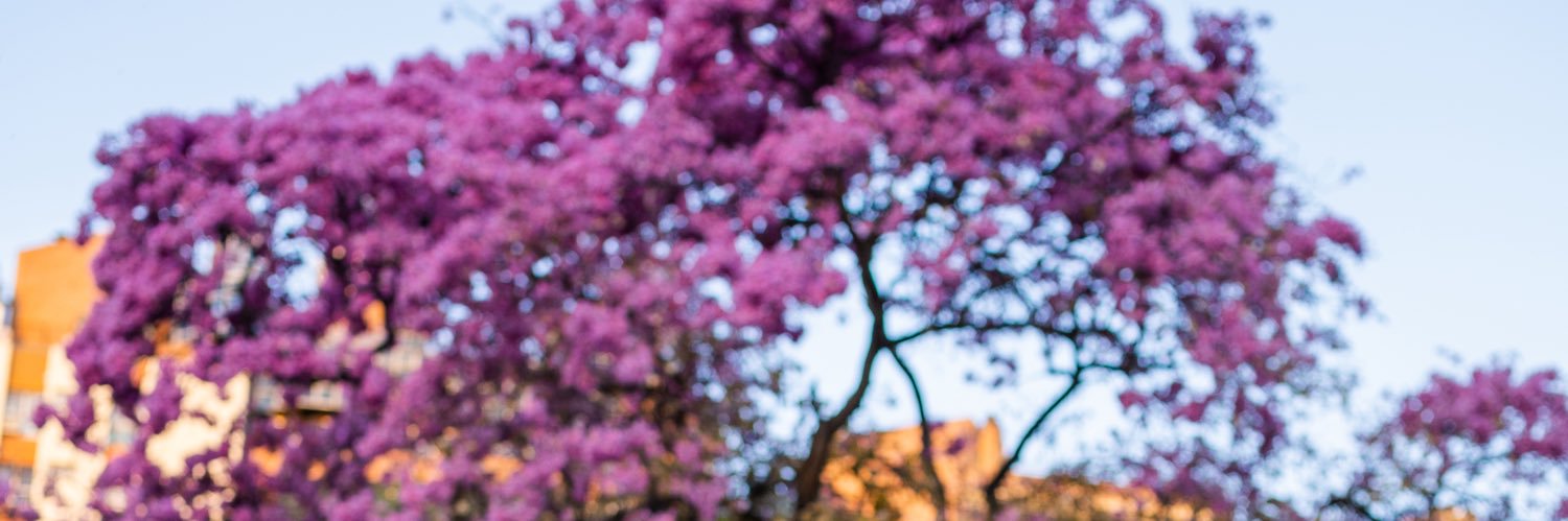 bruneghione's profile banner image