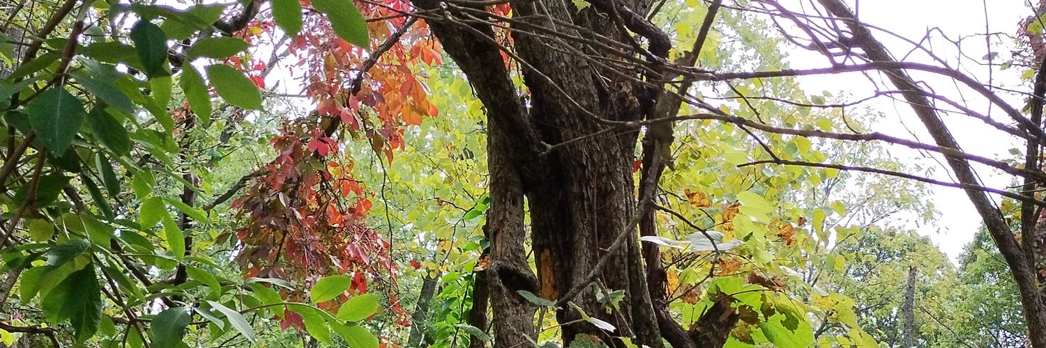 FallingVenom's profile banner image