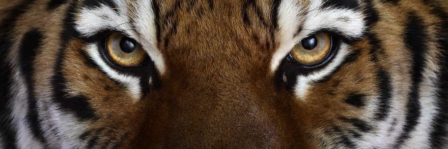 AmarilloBTB13's profile banner image