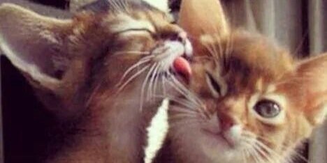 ShyKittyFcke's profile banner image