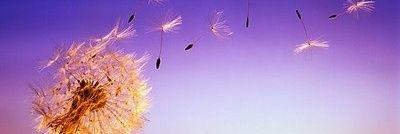 marcela_lillo's profile banner image