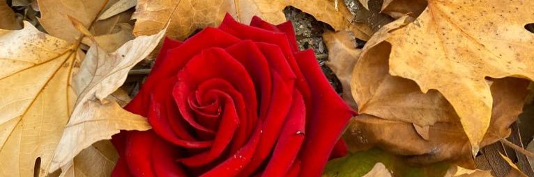 AlfonsoMoMo's profile banner image