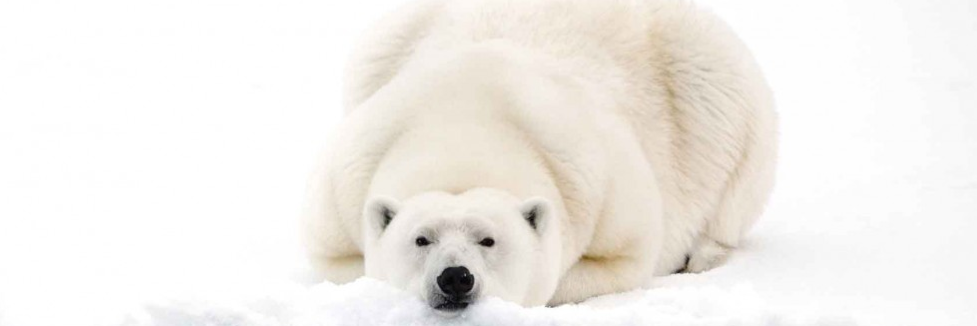 snowleopardxux's profile banner image