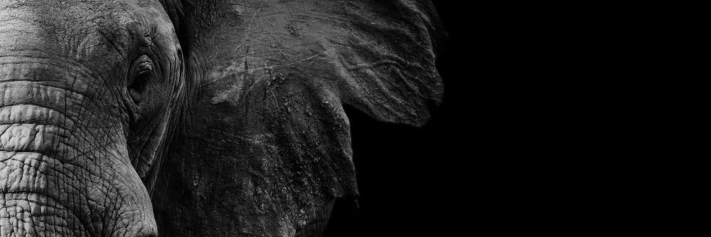 lamabarrow's profile banner image