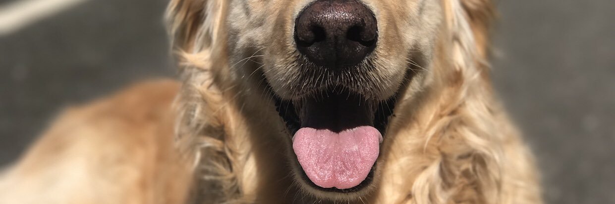 Ginger_Ayle's profile banner image