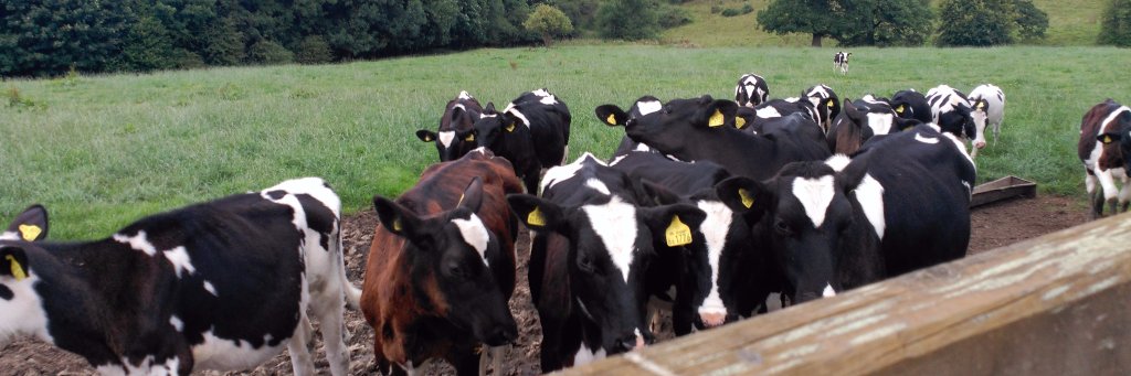 💜 🦁 Javier M. Partida 1️⃣8️⃣ banner