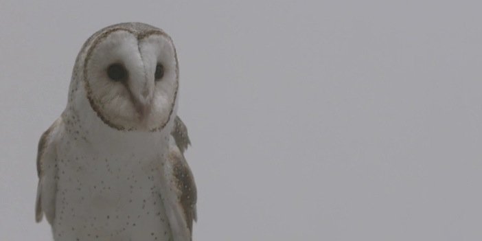 troyesivansowl's profile banner image