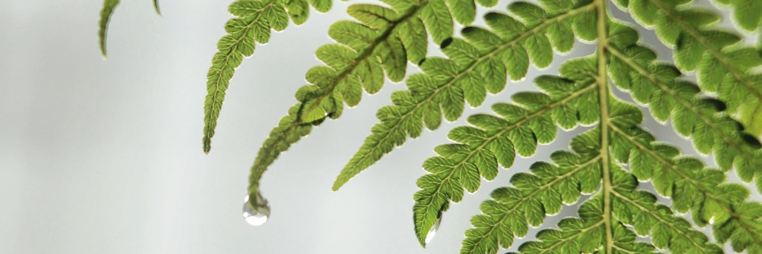 Saldafp's profile banner image