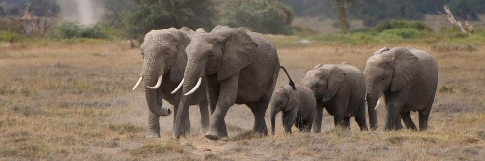 Tullah Stephen banner