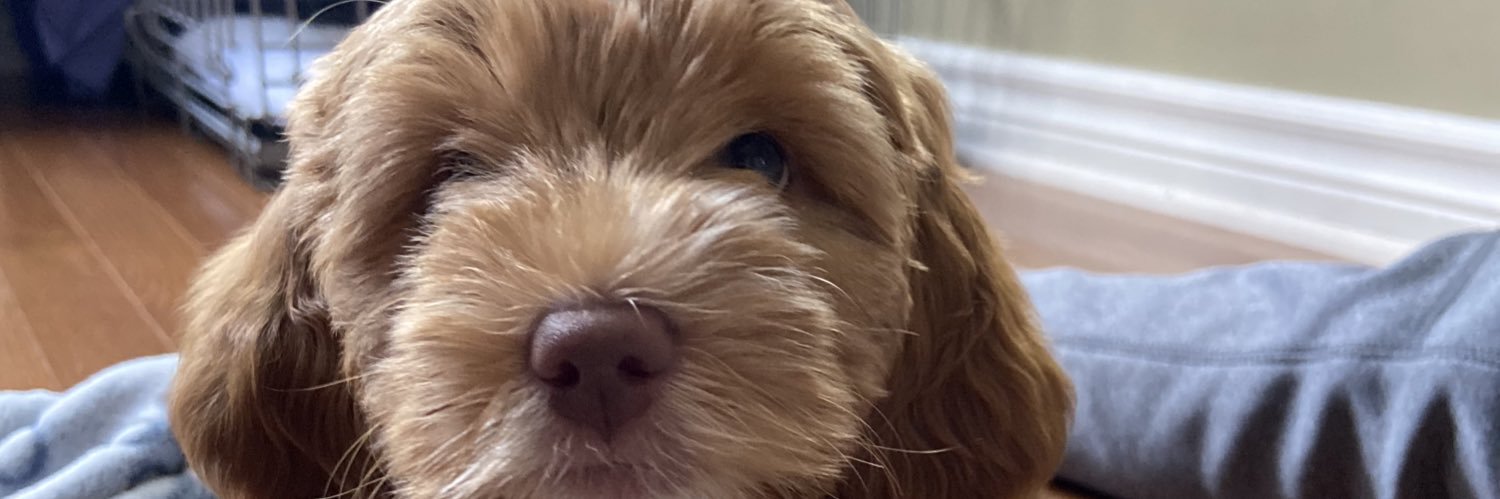 Rodrigue Gilbert banner