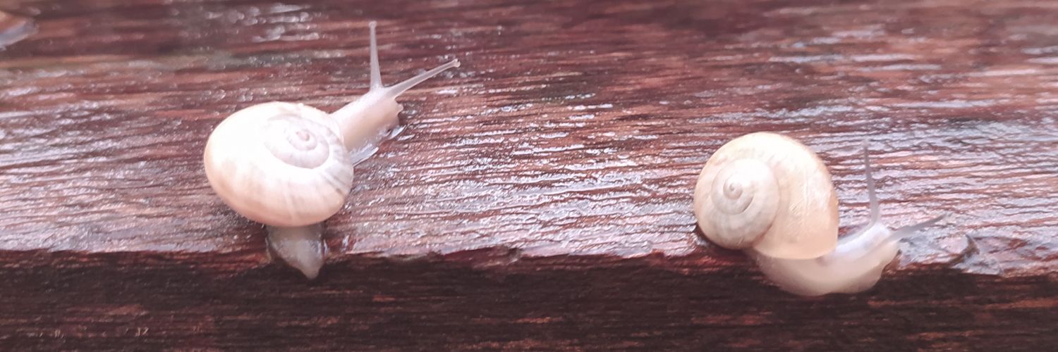 Yiyemo's profile banner image